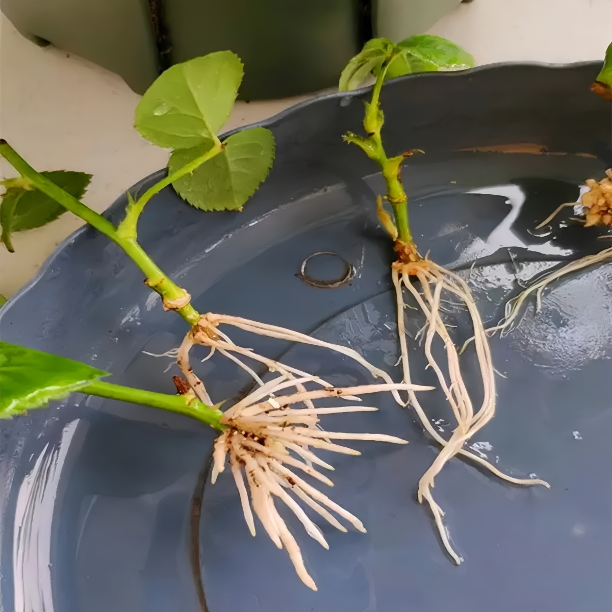 Ácido indoléacético IAA Auxina - Rooting Hormone Powder avaliação e preço