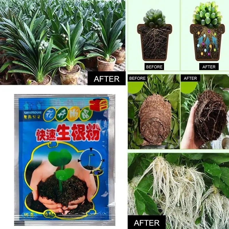 5 pçs pó de enraizamento rápid - Rooting Hormone Powder avaliação e preço